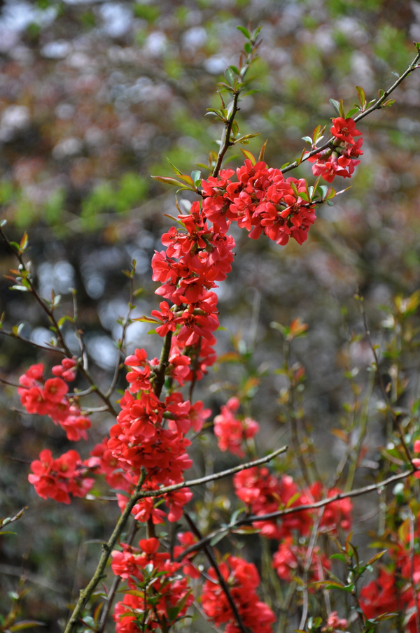 Dwergkwee 'Chaenomeles'