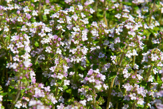 Biologische kruidenplanten