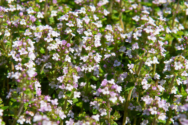 Biologische kruidenplanten