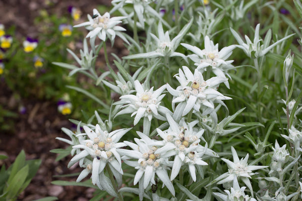 Alpen-edelweiss - Leontopodium