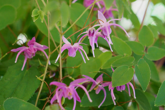 Alle Elfenbloem 'Epimedium'