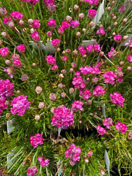 Alle Engels gras 'Armeria'