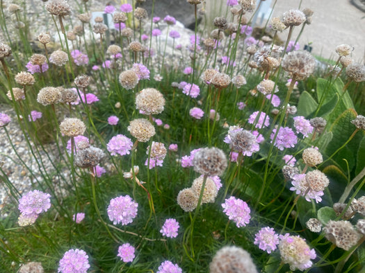 Engels gras 'Armeria'