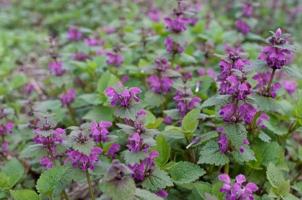 Dovenetel 'Lamium'