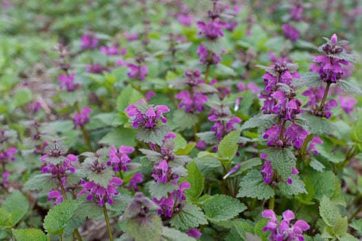 Dovenetel 'Lamium'