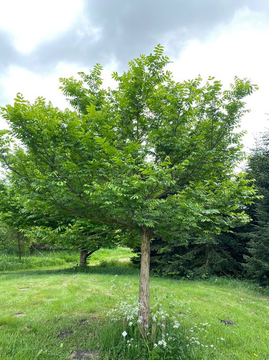 Bomen voor natte grond