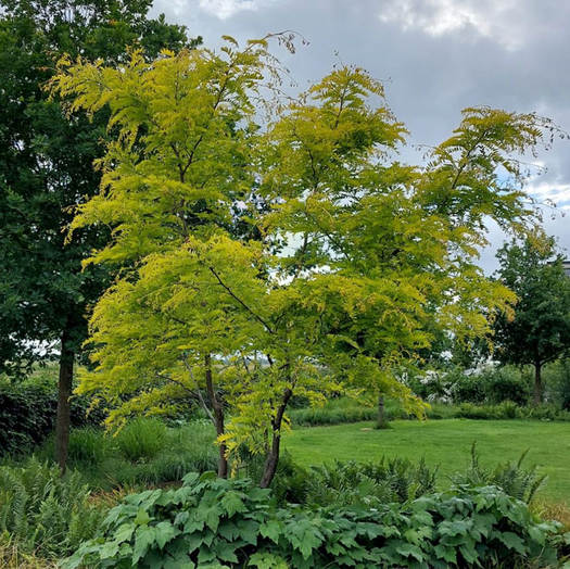 Bomen voor zandgrond