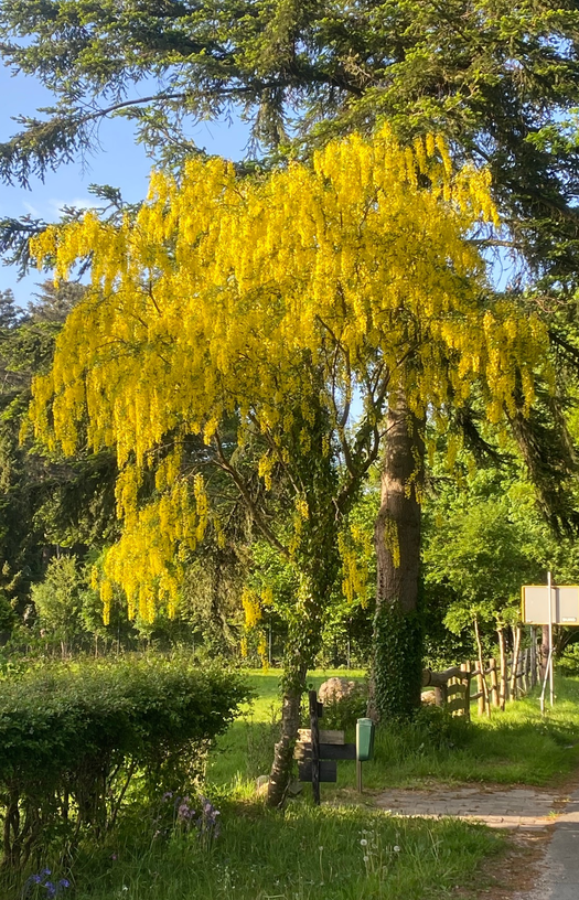 Laburnum - Goudenregen