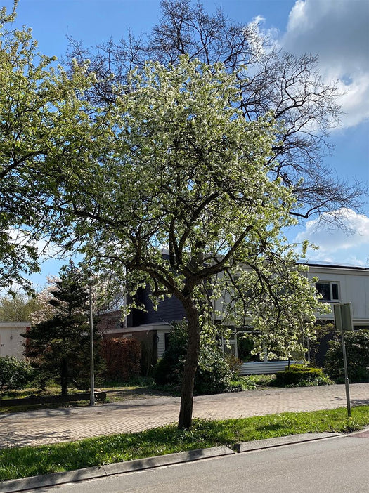 Bomen voor in halfzon / halfschaduw