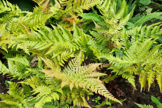 Varens 'Athyrium, Dryopteris enz'