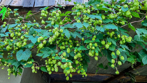 Hop planten - Humulus Lupulus