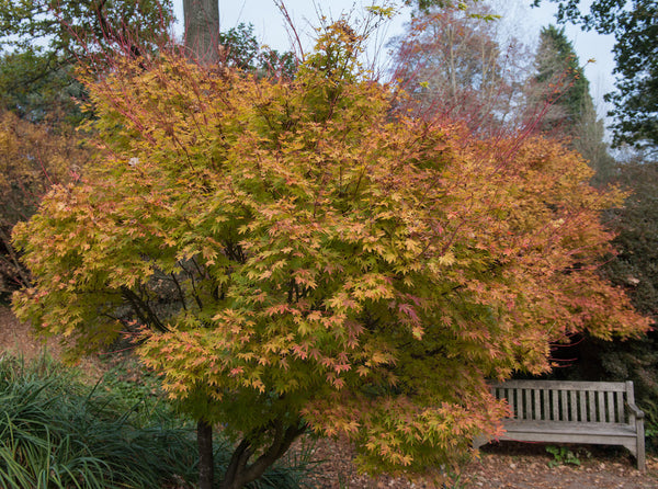Meerstammige struiken en bomen voor kleine tuin