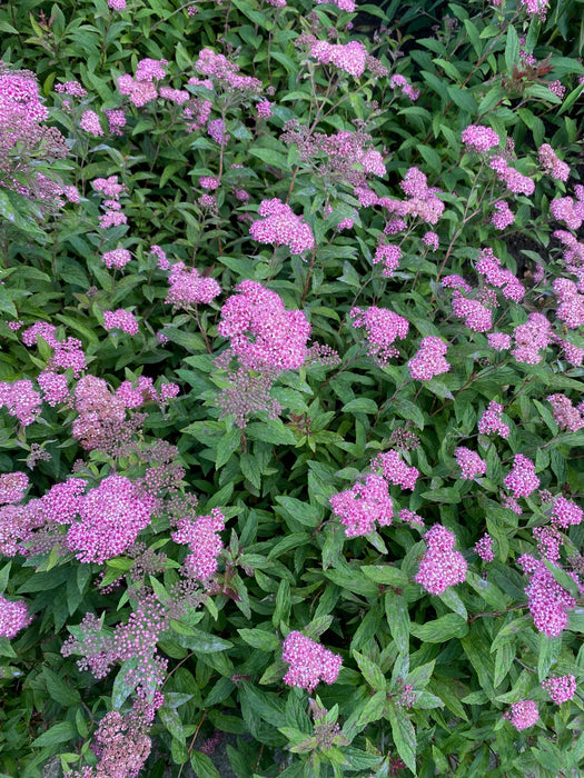 Japanse Spierstruik - Spirea Japonica