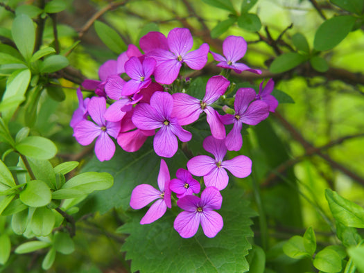 Judaspenning 'Lunaria'