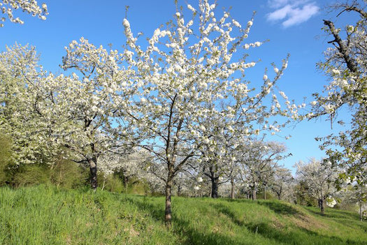 Bomen op stam - laagstam fruitbomen