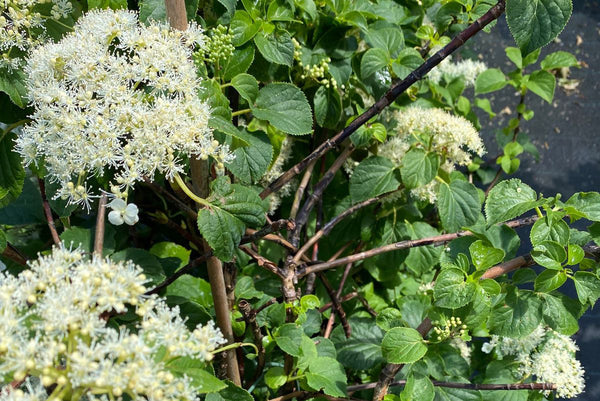 Klimhortensia 'Hydrangea' soorten