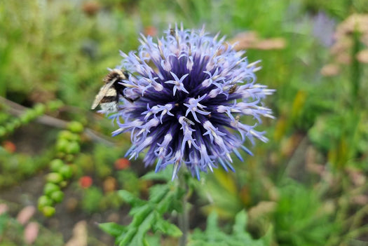 Kogeldistel 'Echinops'