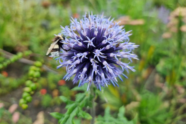 Kogeldistel 'Echinops'