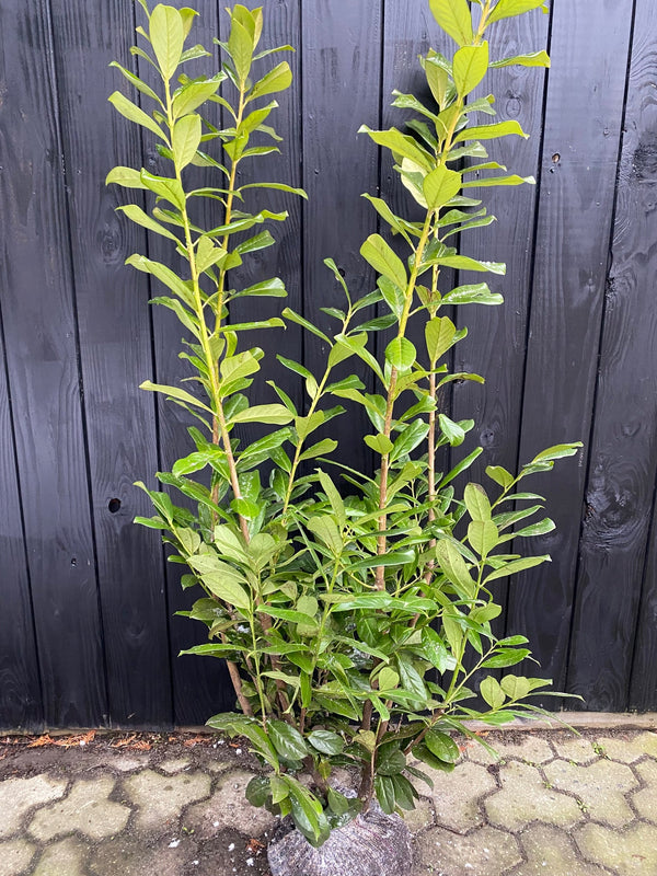Kluitplanten voor hagen