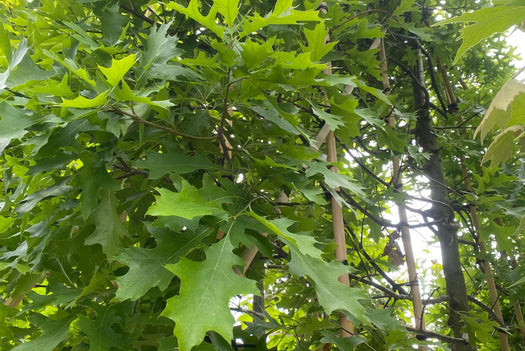 Leibomen met decoratief blad