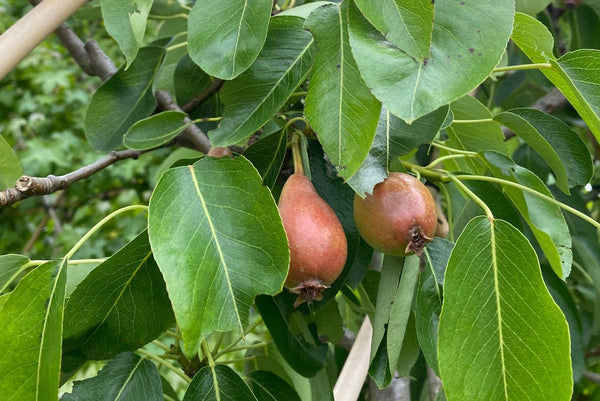 Perenbomen 'Pyrus'