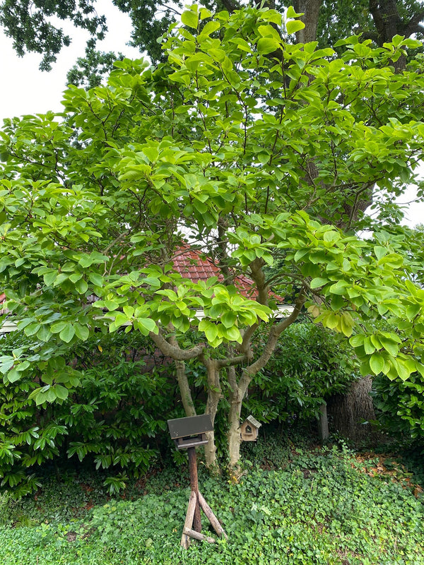 Meerstammige bomen