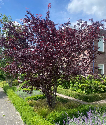 Meerstammige bomen en struiken - Kleigrond