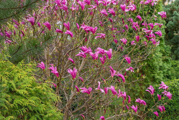 Biologische struiken en bomen