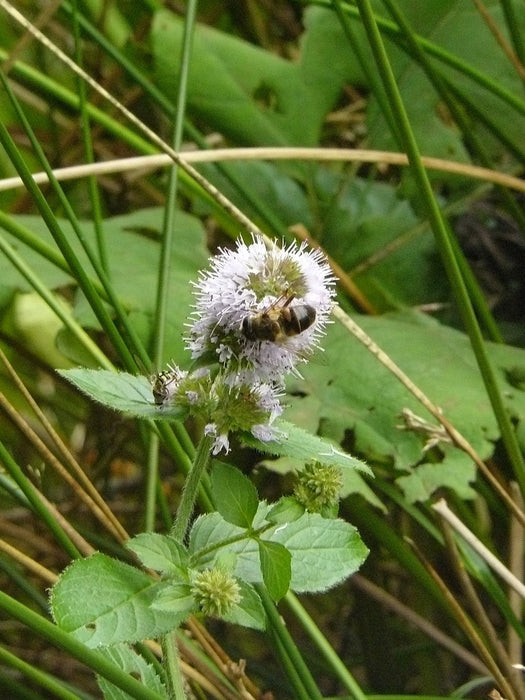 Alle Kruidenplanten