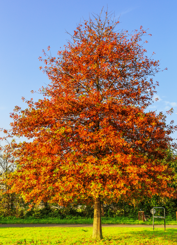 Parkbomen