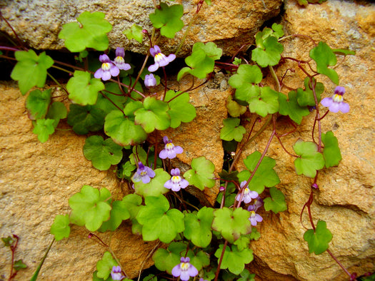 Muurleeuwenbek 'Cymbalaria'