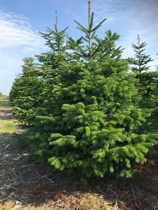 Kerstbomen soorten