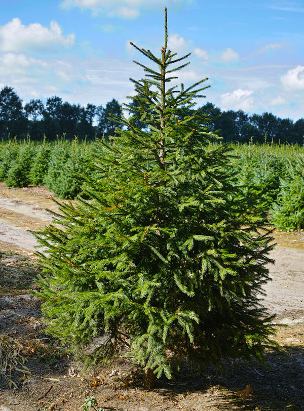 Nordmann Kaukasische zilverspar - Abies Nordmanniana