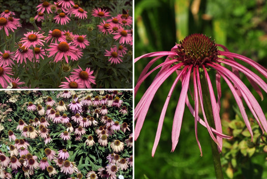 Borderpakketten met o.a. Rode Zonnehoed - echinacea