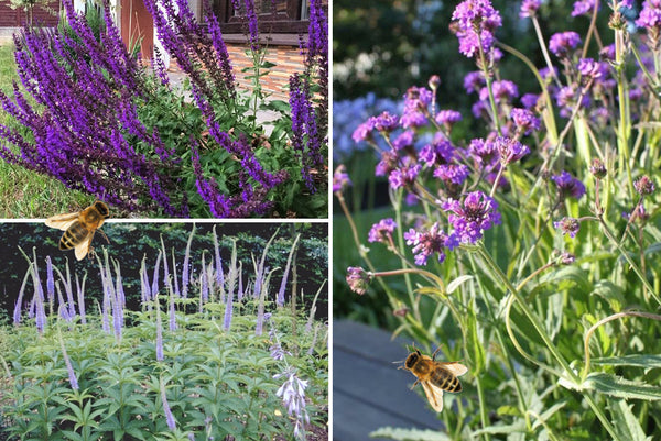 Borderpakketten - Salie - Salvia