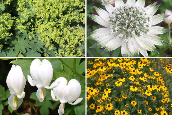 Borderpakketten - Zomerbloeiende tuinplanten - Zomer & nazomer