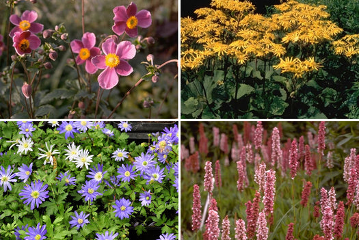 Borderpakketten - Vroegbloeiende tuinplanten - Voorjaar & vroege zomer