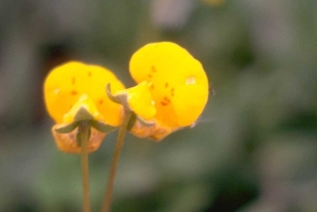 Pantoffelplant 'Calceolaria'