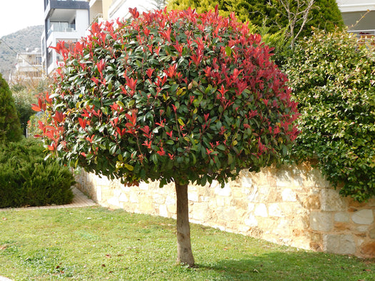 Glansmispel 'Photinia'