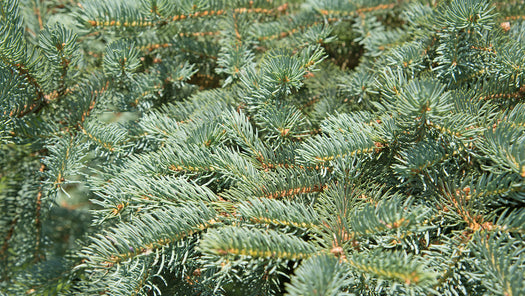 Servische spar - Picea omorika