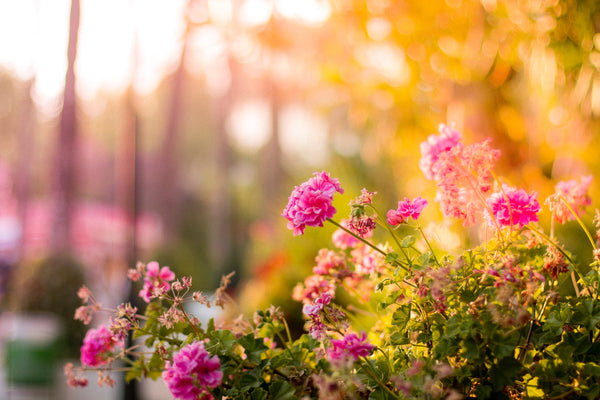 Planten op standplaats