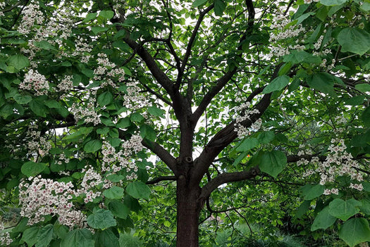 Trompetboom 'Catalpa'