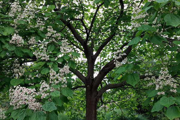 Trompetboom 'Catalpa'