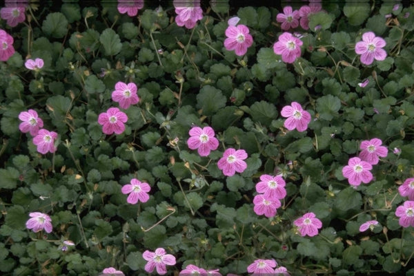 Reigersbek 'Erodium'