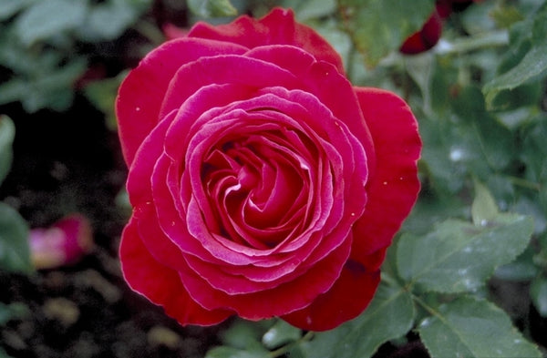Rozen 'Rosa'