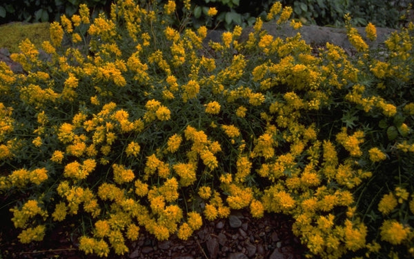 Heidebrem 'Genista'