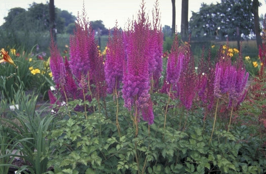 Hoge borderplanten