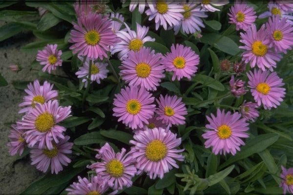 Onkruidwerende tuinplanten