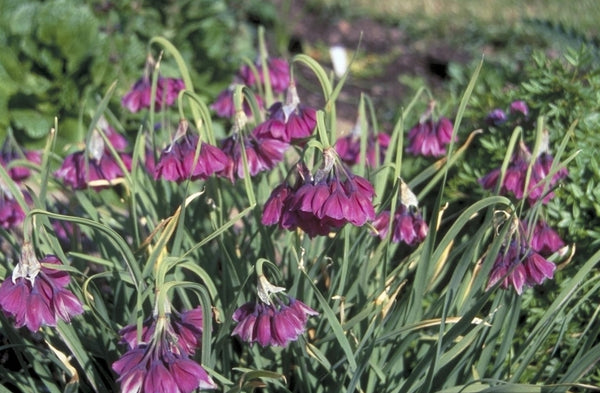 Niet woekerende tuinplanten