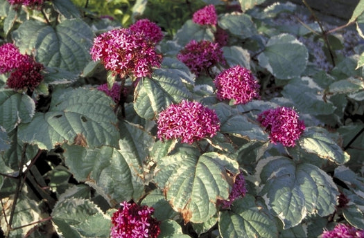 Kansenboom 'Clerodendrum'